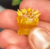 Tóc Naruto bằng Lego