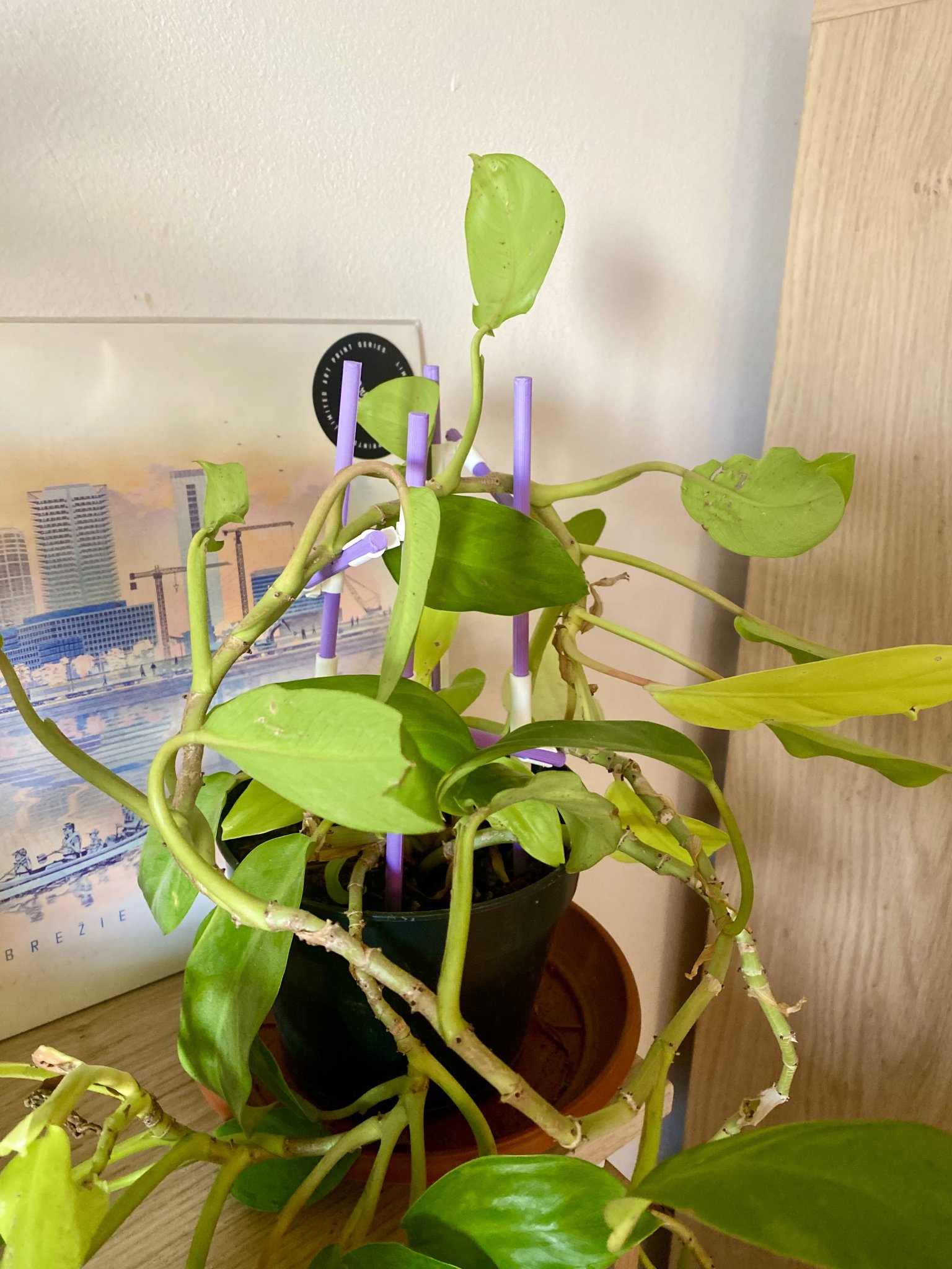 Giá đỡ cây leo mô-đun tùy chỉnh cho cây trồng