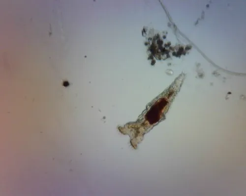 Kính hiển vi WiFi cầm tay ESPressoscope giá rẻ