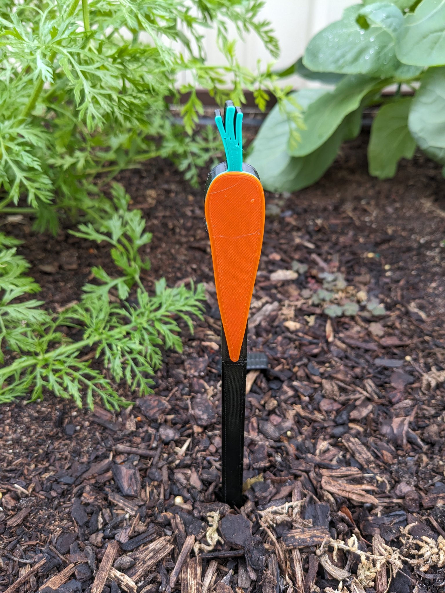 Dấu hiệu rau củ cà rốt cho vườn rau