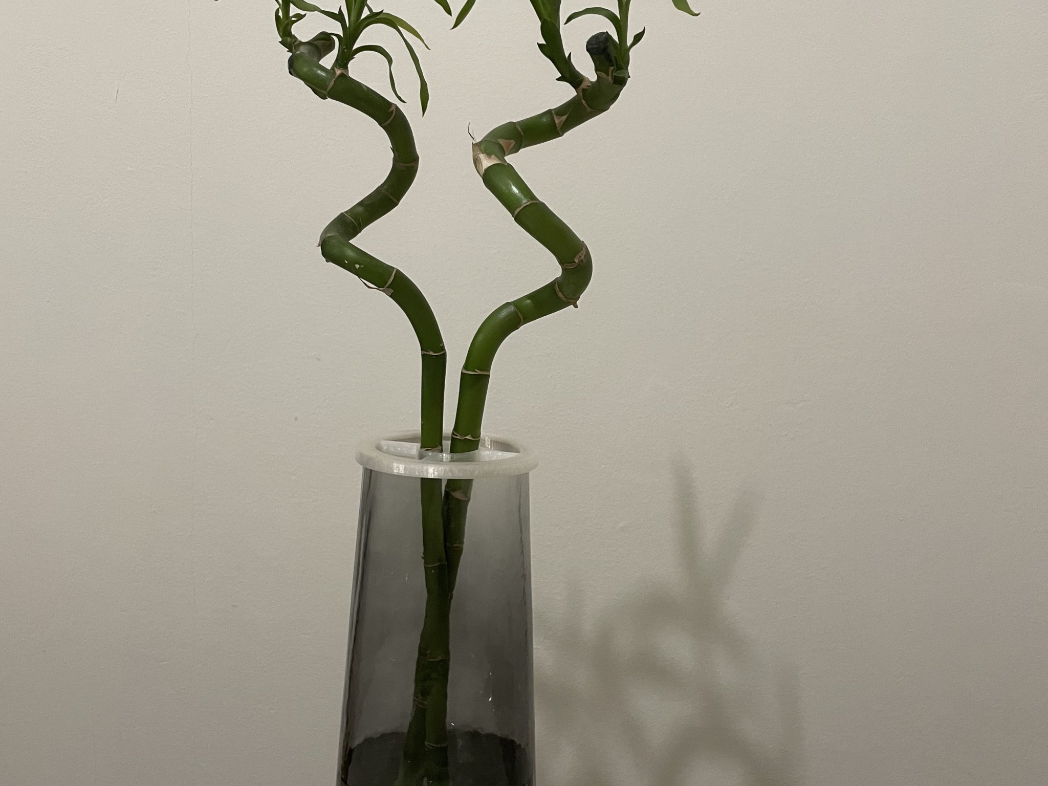 Giá đỡ cây trúc may mắn giữ thẳng lên đến hai cây