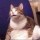 Fat Cat