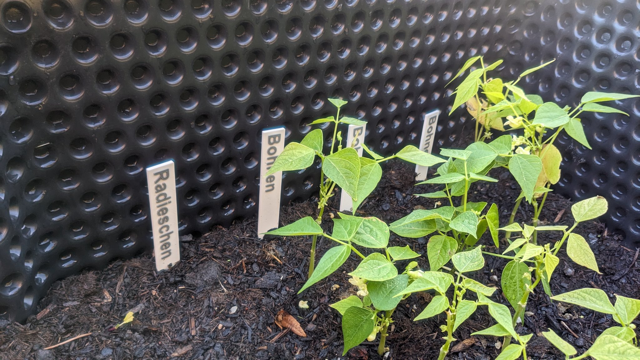 Biển chỉ dẫn rau củ và thảo mộc cho khu vườn