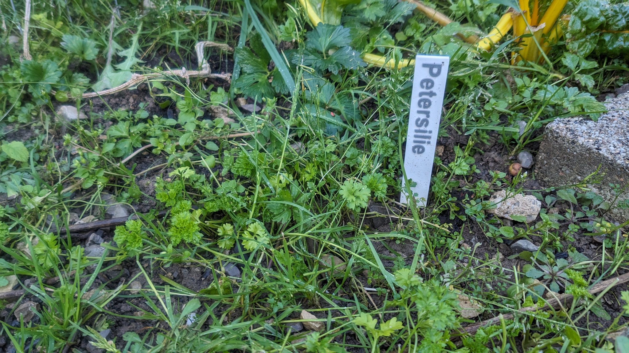 Biển chỉ dẫn rau củ và thảo mộc cho khu vườn