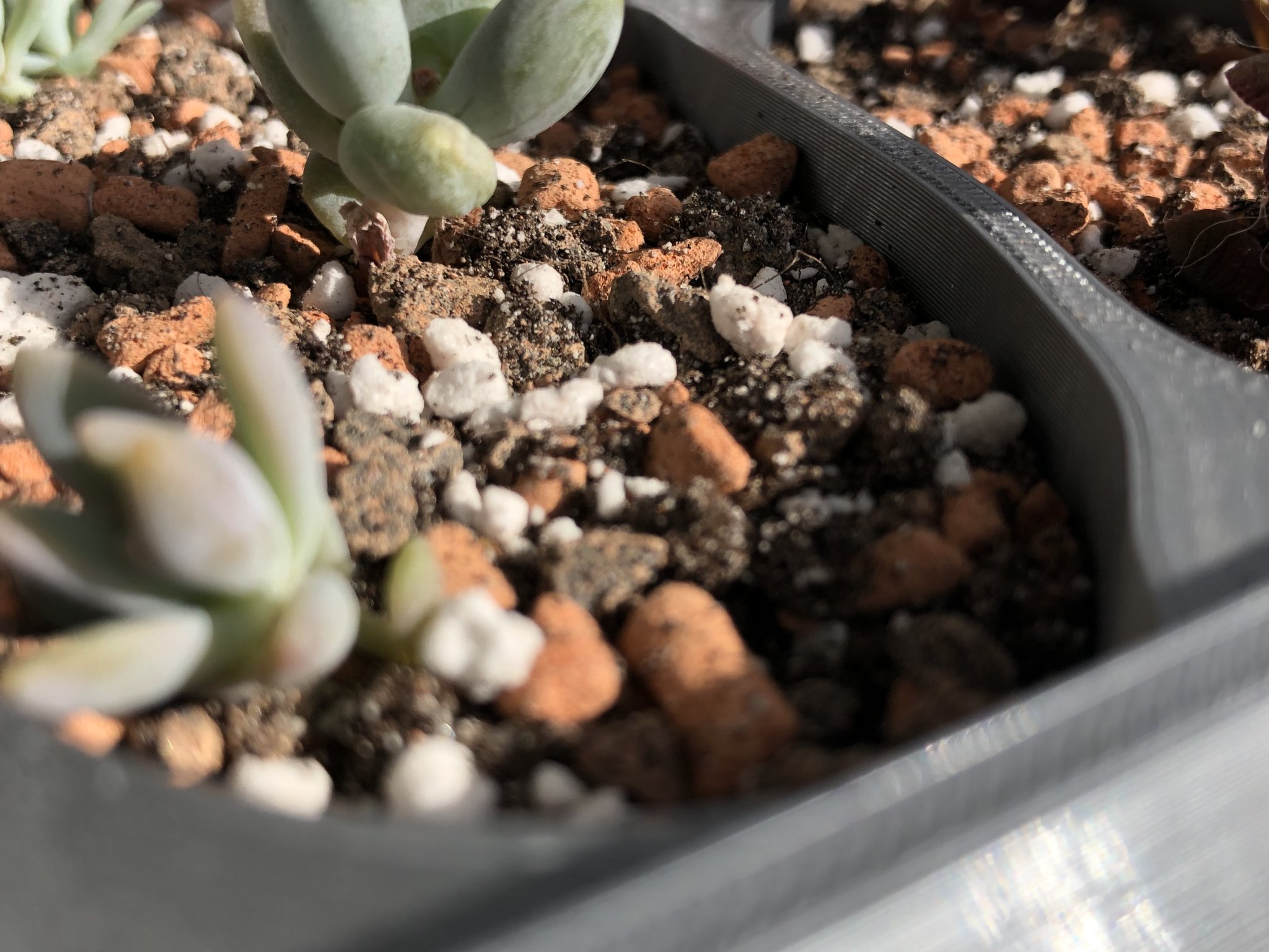 Chậu cây với ngôi nhà nhỏ giữa lòng chậu