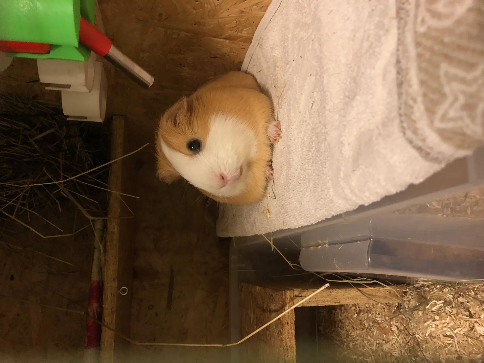 Giá đỡ bình nước cho chuột và thú cưng De Luxe d41,5 mm