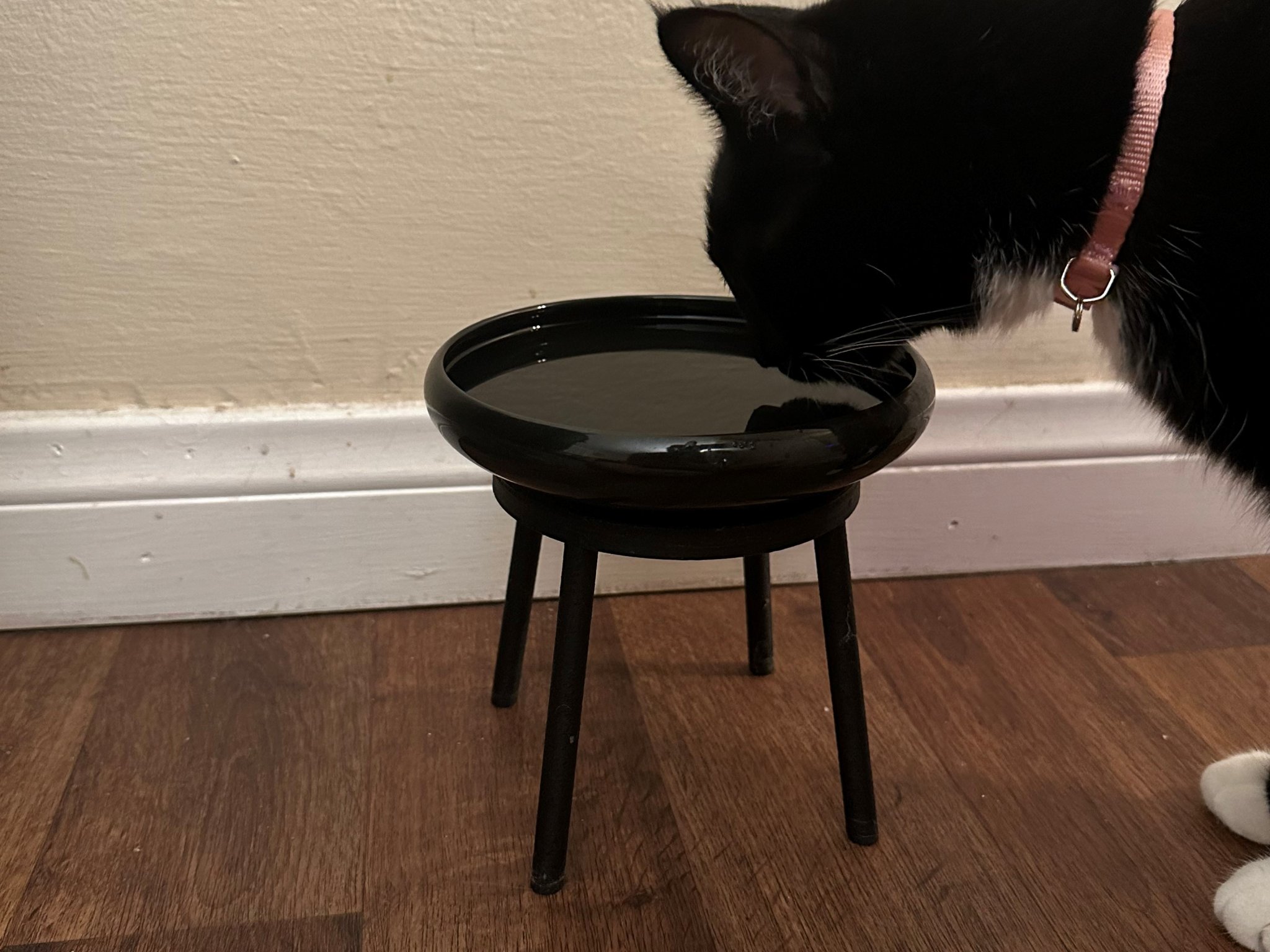 Bát ăn cho mèo với giá đỡ tiện lợi