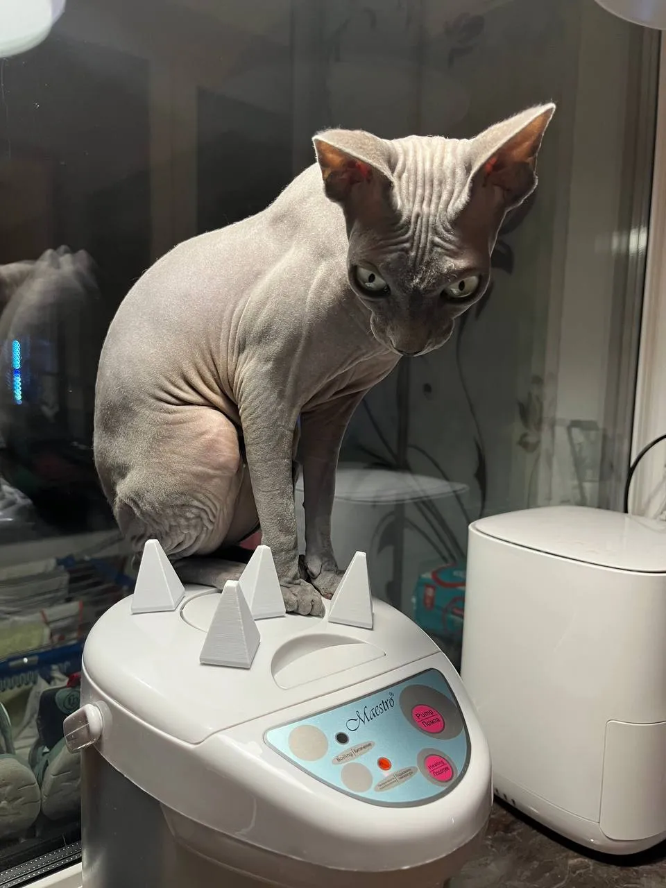 Giá đỡ chống mèo sphynx ngồi lên bình giữ nhiệt