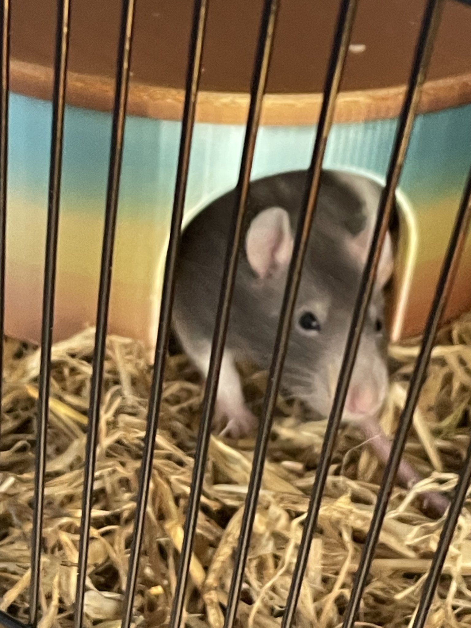 Nhà cho thú nhỏ (Chuột/Nhím/Giả)