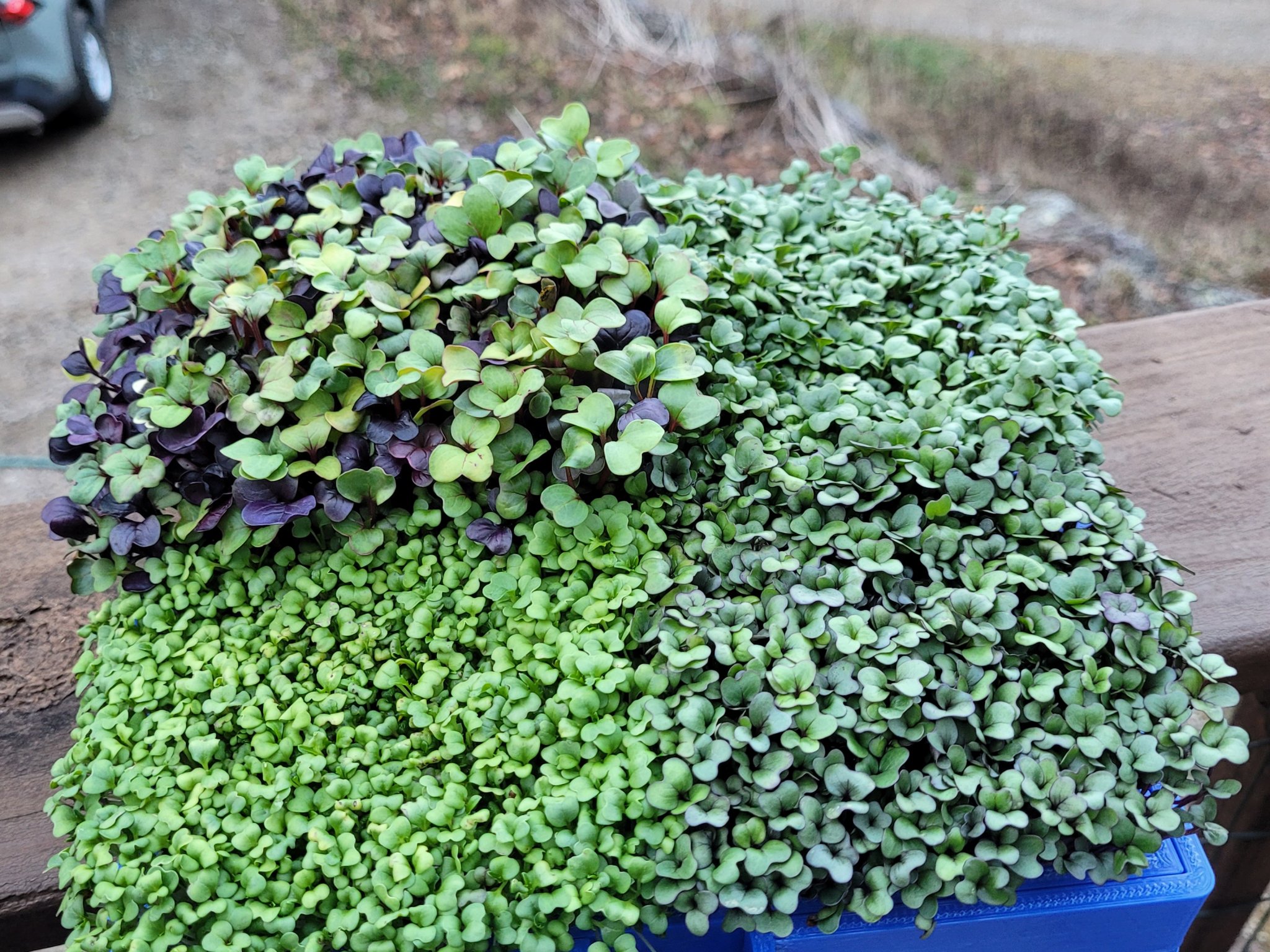 Khay trồng rau mầm lớn cho máy in Ender 3