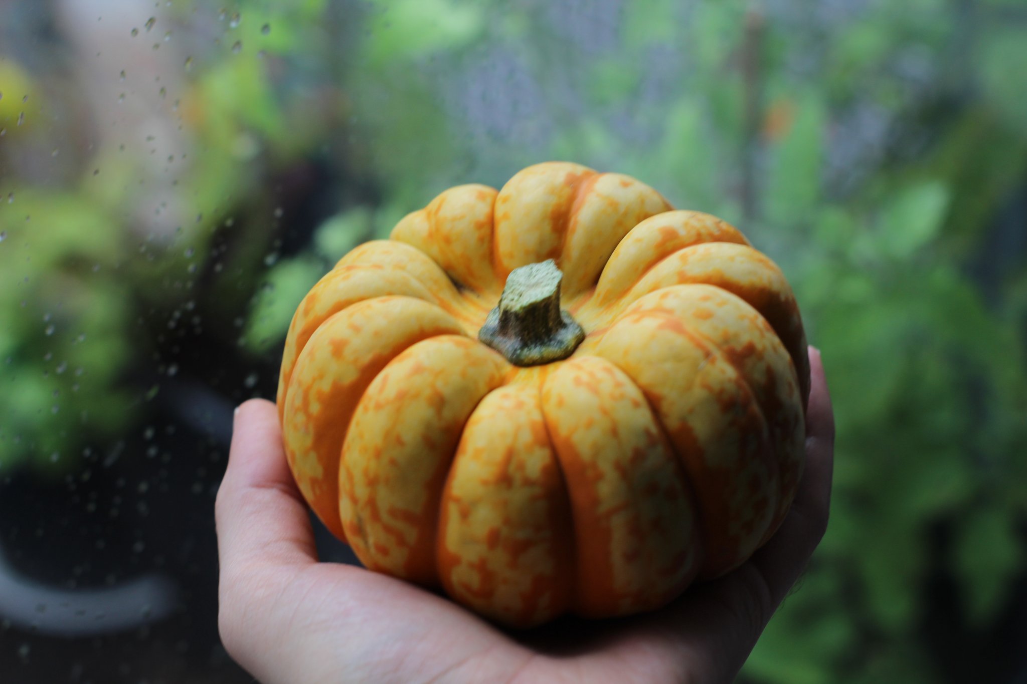 Quả bí ngô thực tế được quét 3D