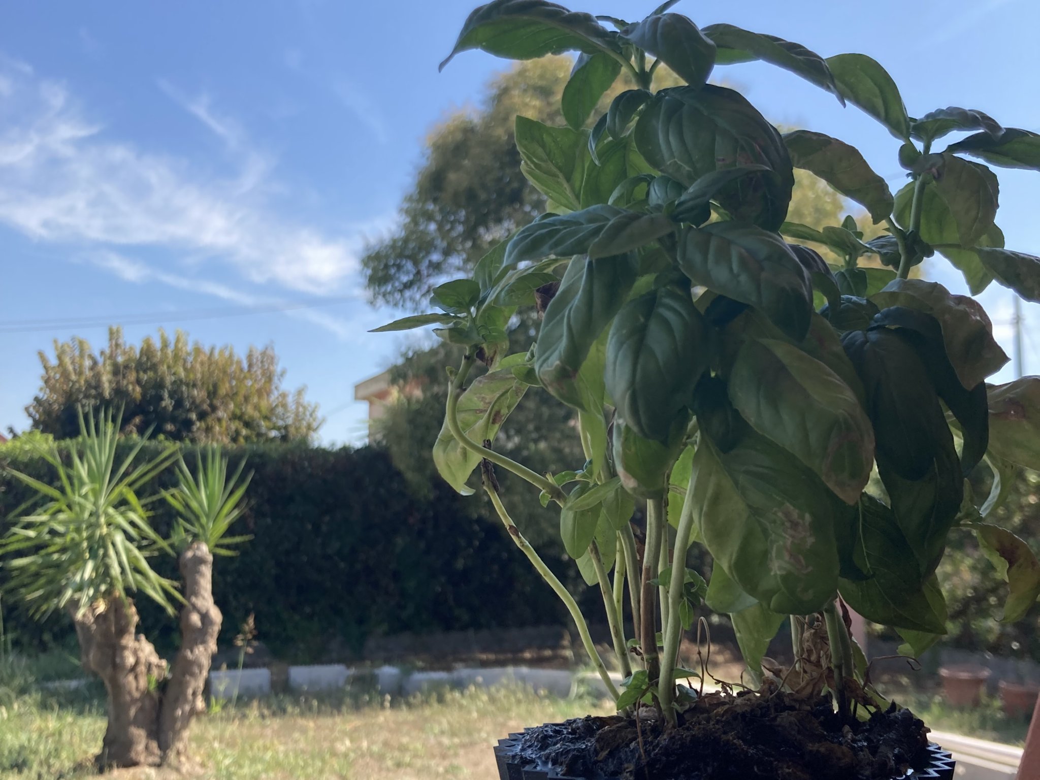 Bình hoa in 3D đơn giản cho cây cảnh