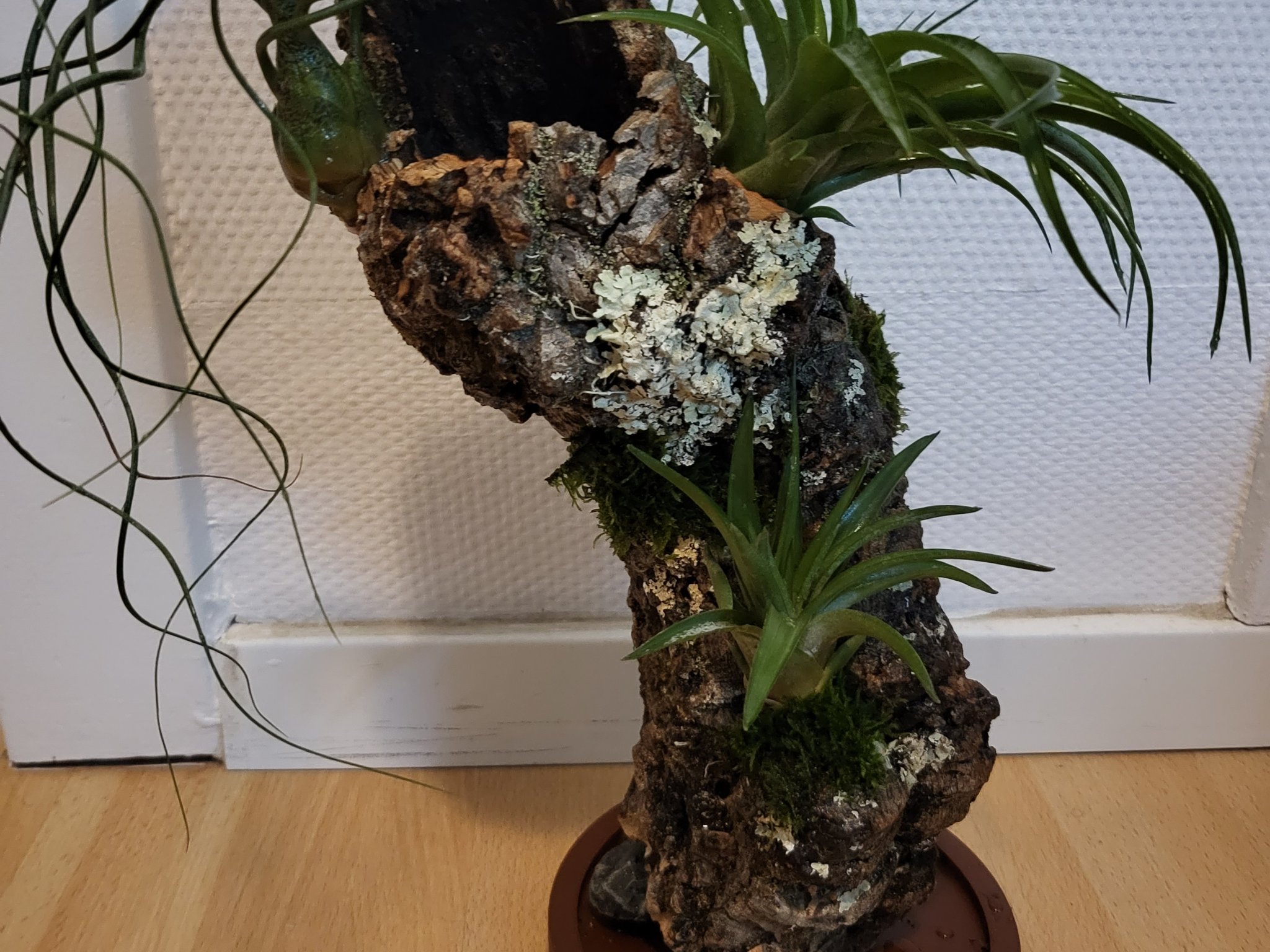 Giá đỡ gốc cây bần cho cây không khí Tillandsia