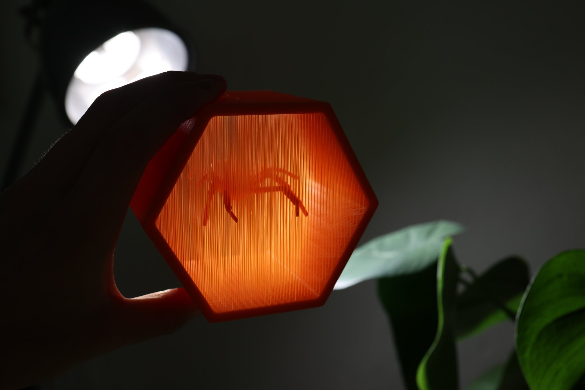 Nhện góa phụ đen treo lơ lửng trong nghệ thuật dây thừng