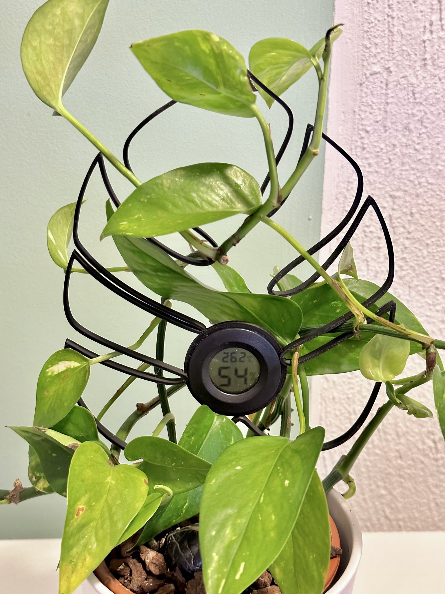 Giá đỡ lá cây leo với giá đỡ ẩm kế hình tròn