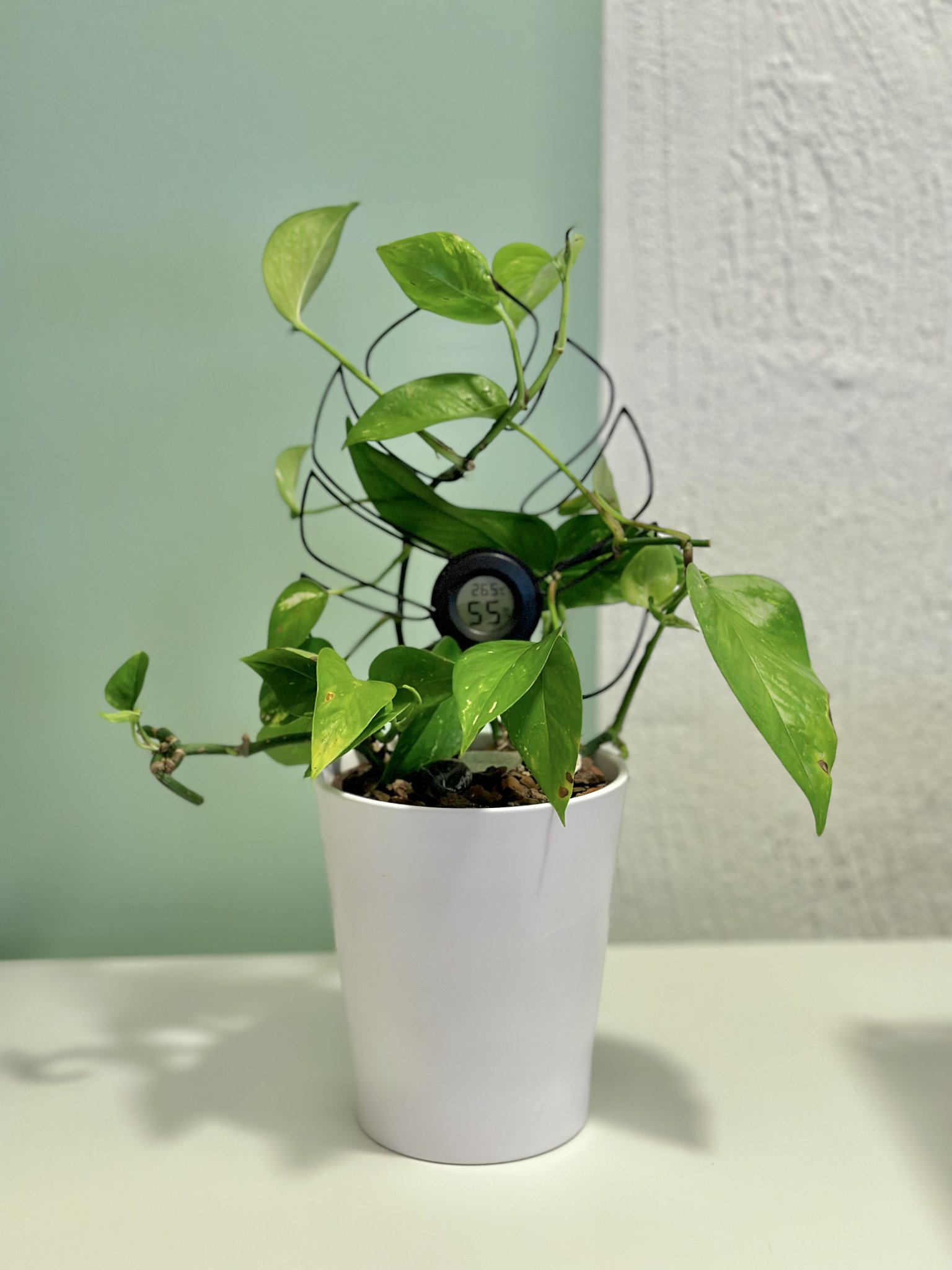 Giá đỡ lá cây leo với giá đỡ ẩm kế hình tròn