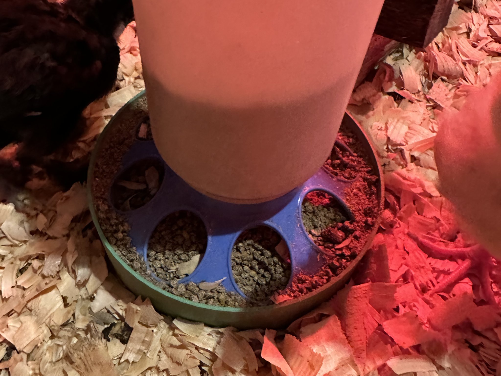 Bát hứng thức ăn cho gà con dưới máng ăn