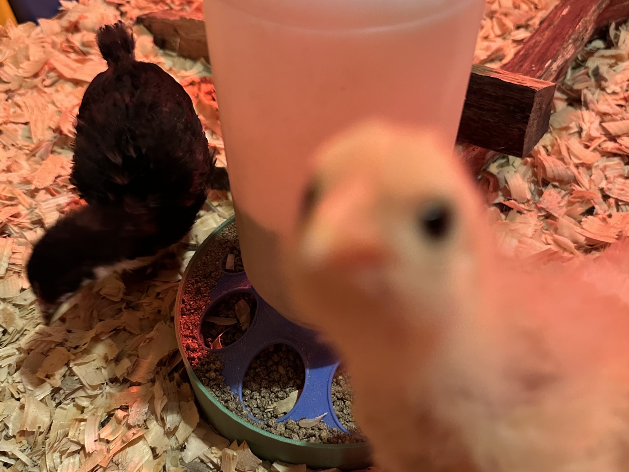 Bát hứng thức ăn cho gà con dưới máng ăn