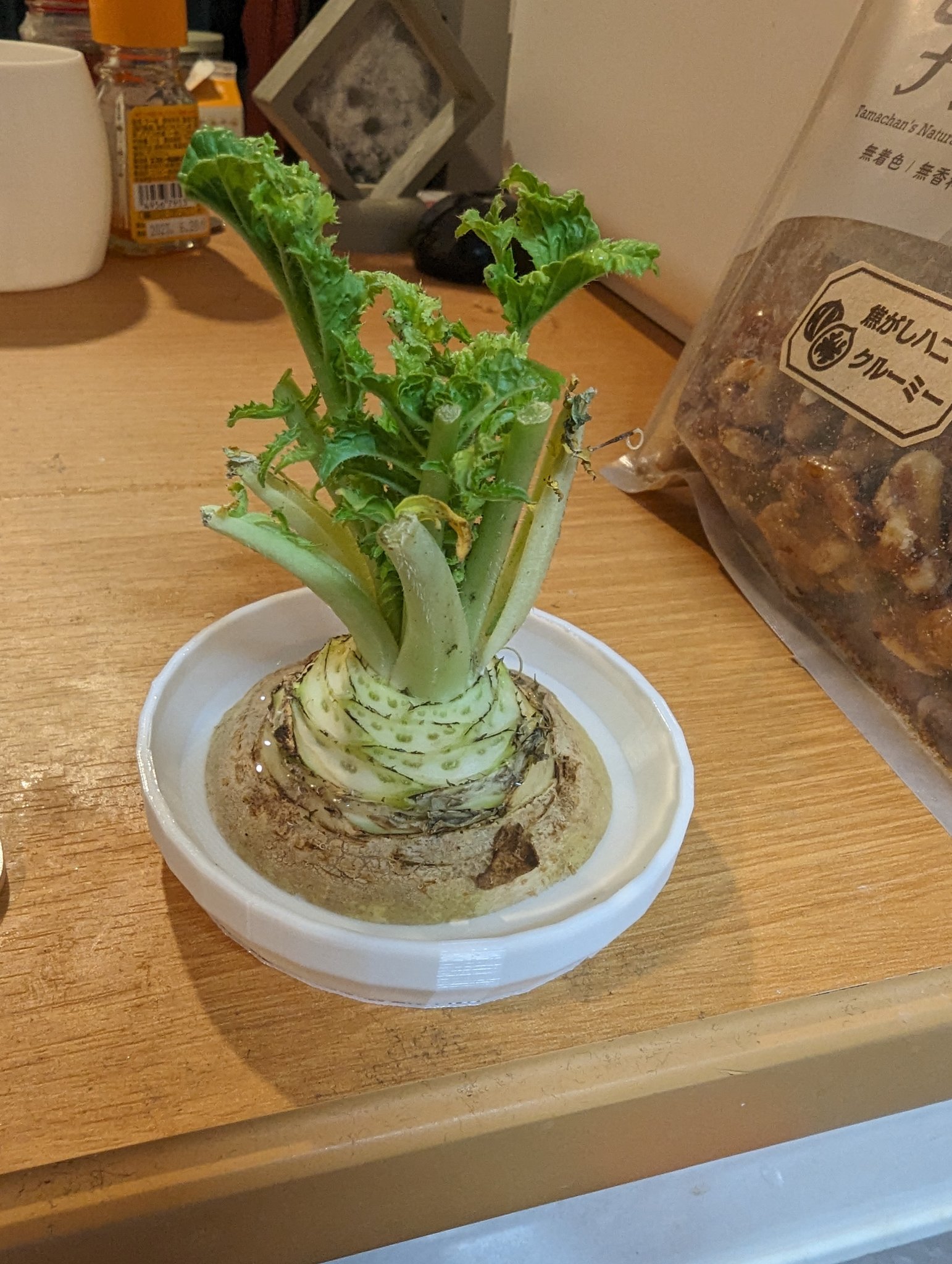 Chậu trồng củ cải trắng Nhật Bản tự tái sinh