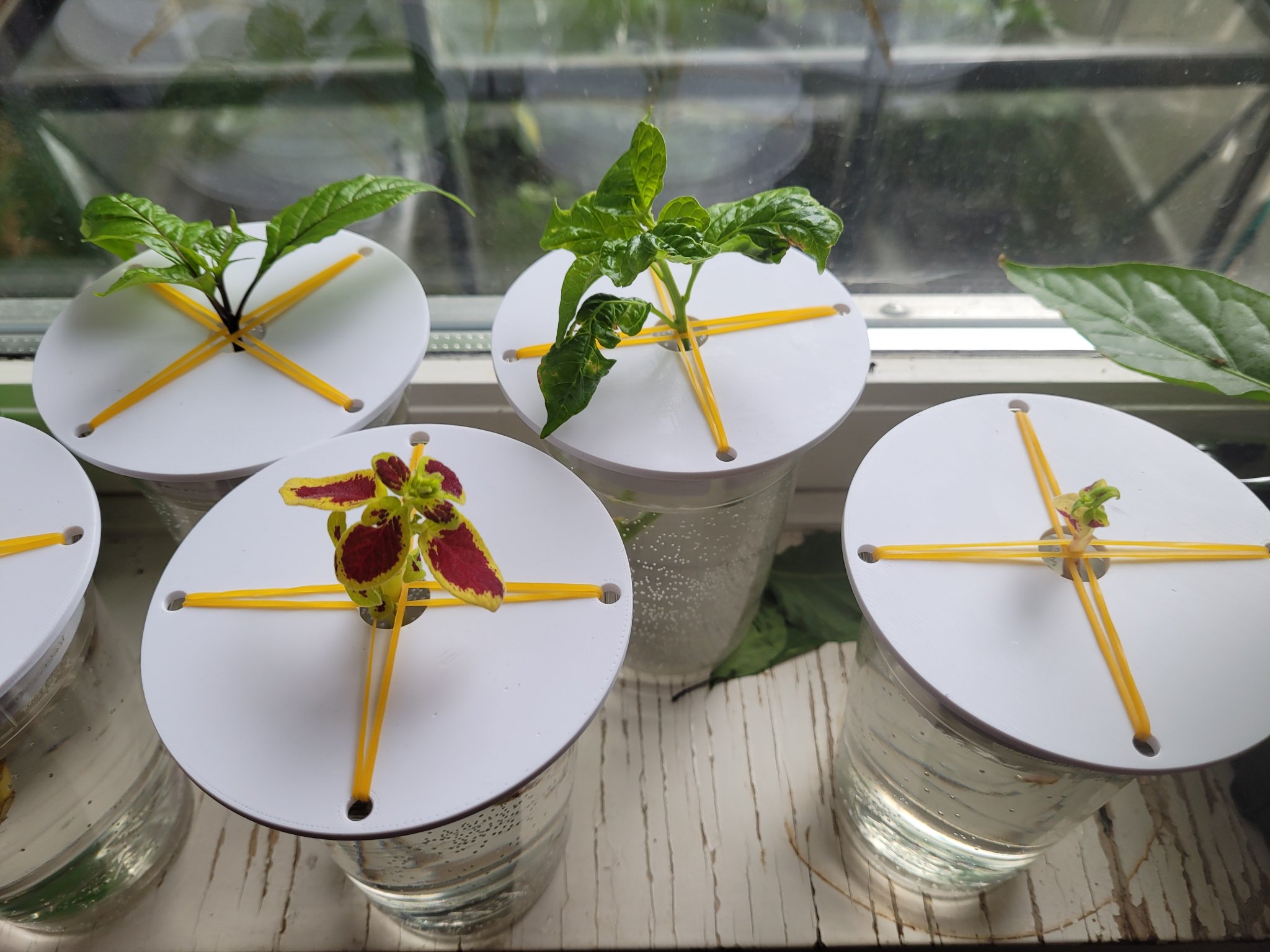 Nắp giữ cắt và nảy mầm cho hệ thống DWC mini