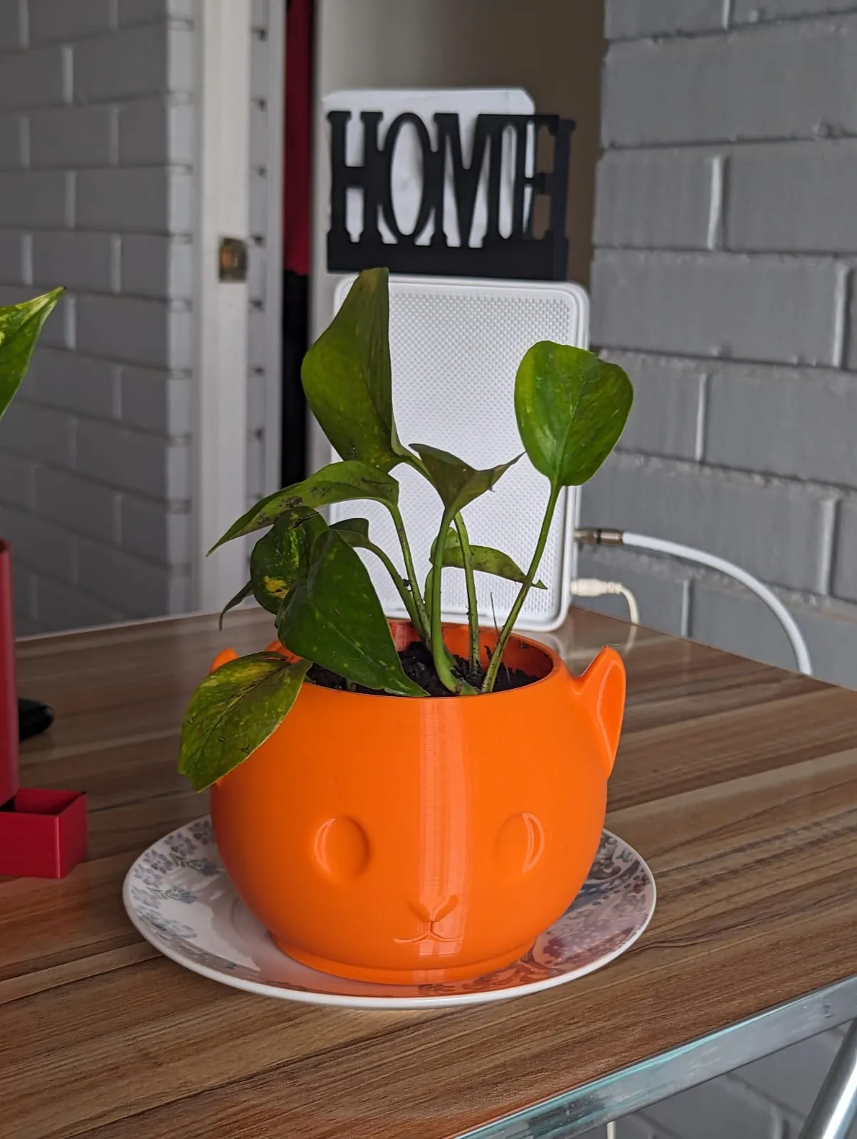 Chậu cây hình mèo với miệng dưới mũi