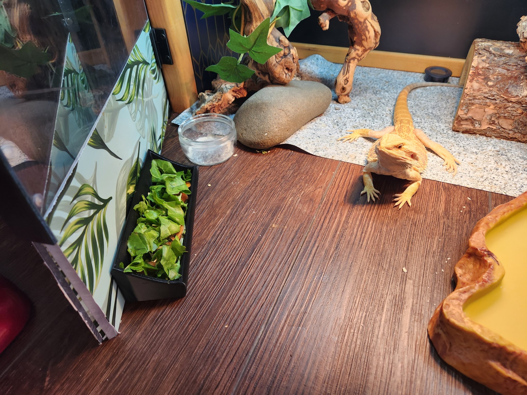 Bát ăn cho bò sát kiểu máng giữ ẩm lâu hơn