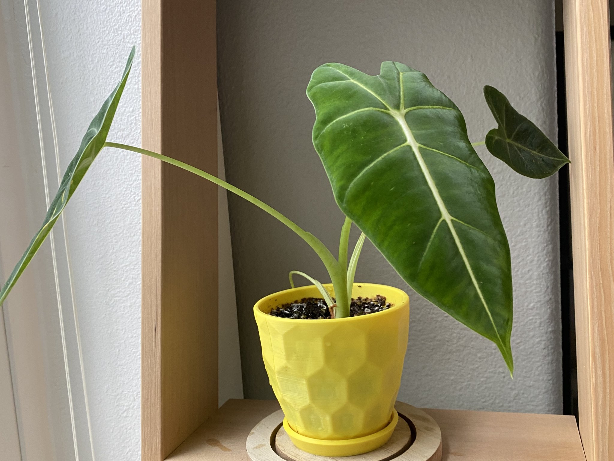 Chậu cây hình lục giác nổi ấn tượng