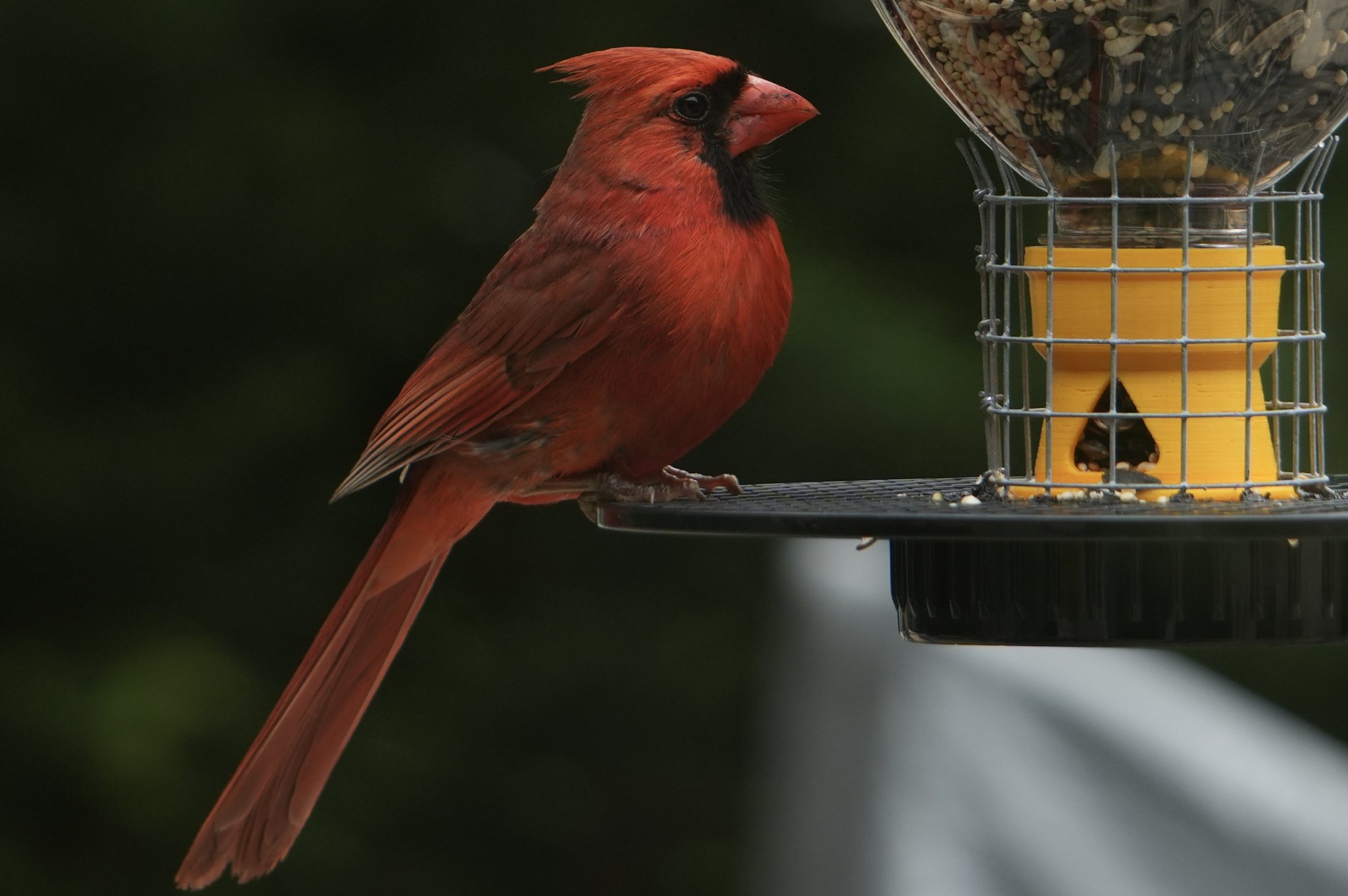 Máy cho chim từ chai tái chế Snapple và Ocean Spray
