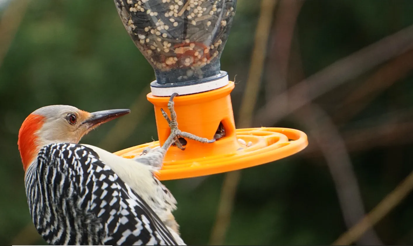 Máy cho chim từ chai tái chế Snapple và Ocean Spray