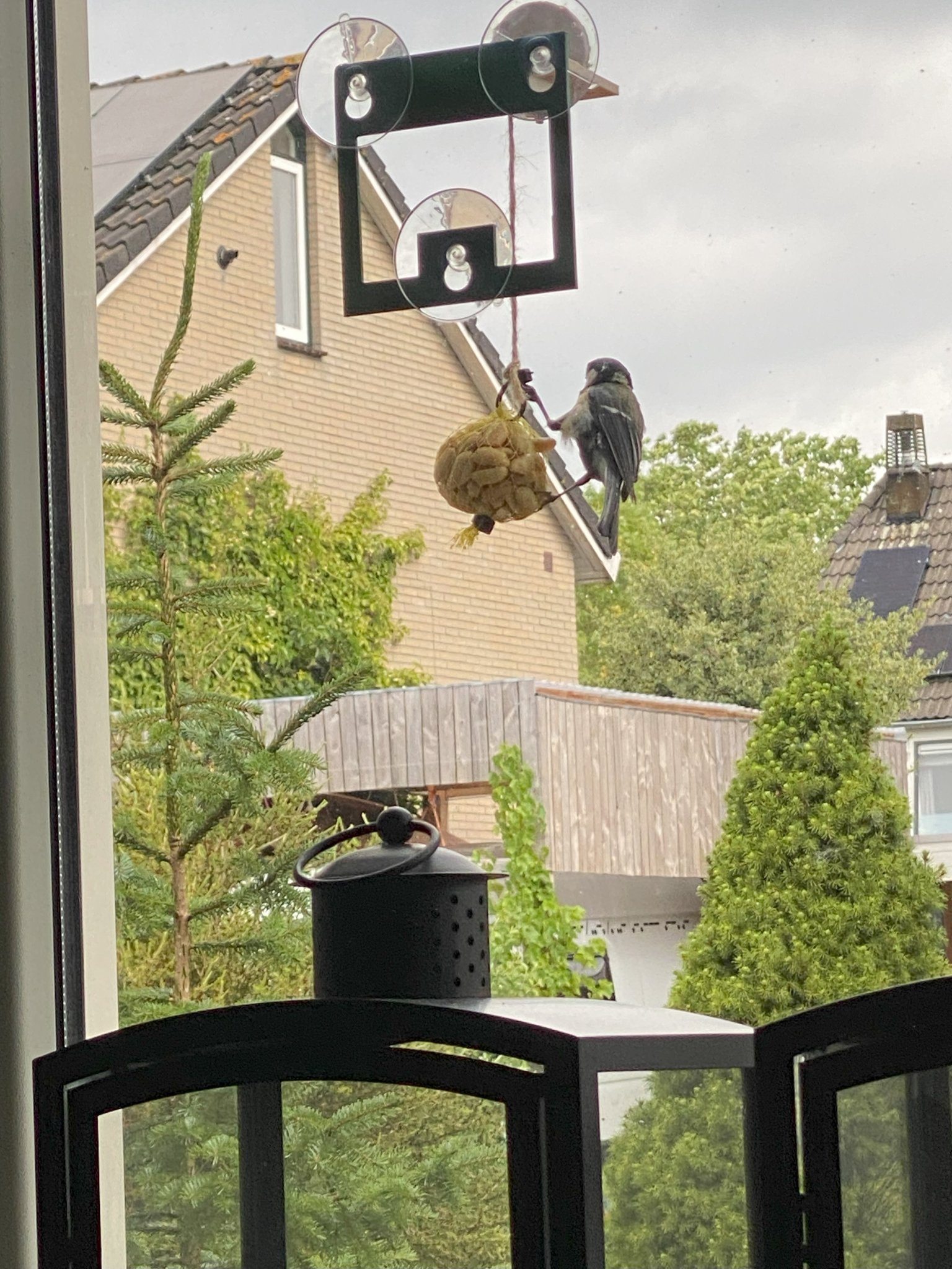 Cây cho chim đậu cửa sổ Starbucks