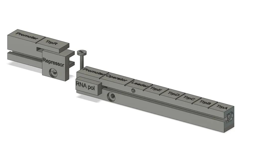 Mô hình hoạt động của operon trp trong sinh học VCE