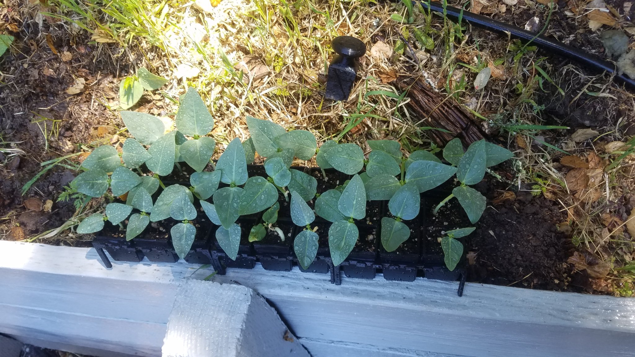 Hệ thống khởi động hạt giống - Tái sử dụng & In tại chỗ