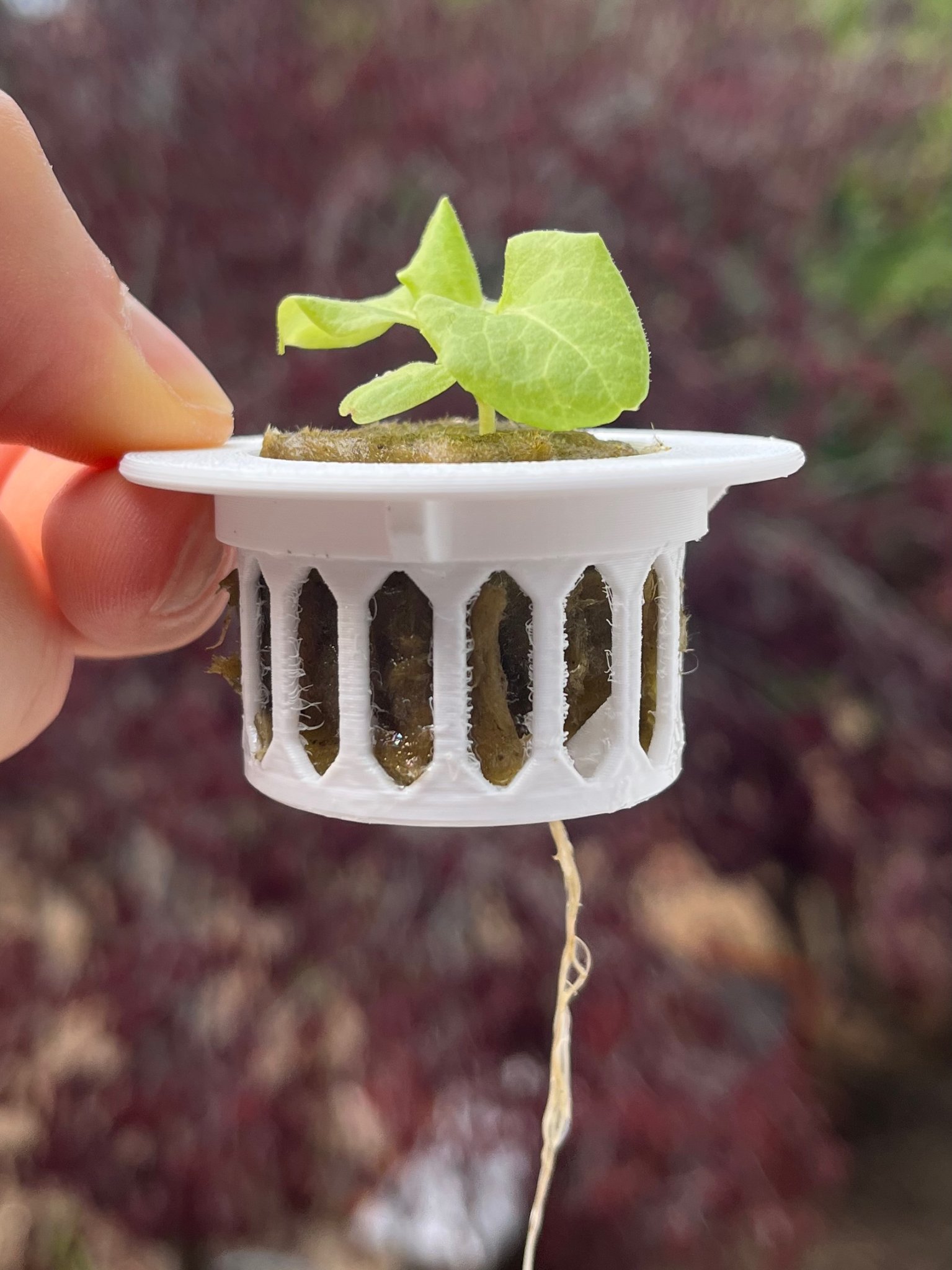 Giá đỡ netcup thủy canh bằng đá bông cho cây giống