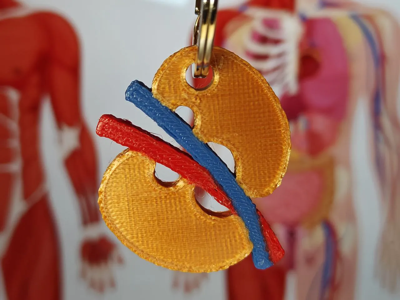 Móc khóa thận người 3D dành cho bác sĩ mới tốt nghiệp