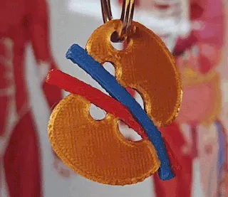 Móc khóa thận người 3D dành cho bác sĩ mới tốt nghiệp