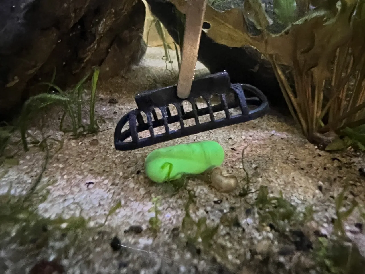 Công cụ đẩy viên thuốc gốc vào nền cho bể cá