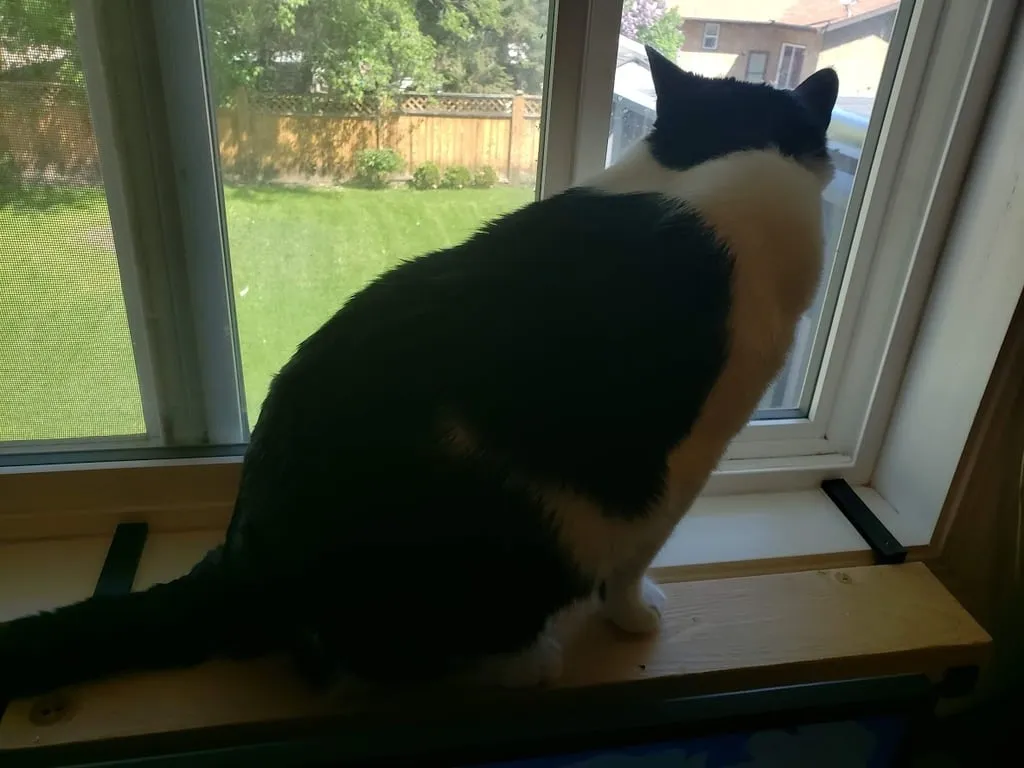 Giá đỡ cho mèo lên cửa sổ 2 x 4