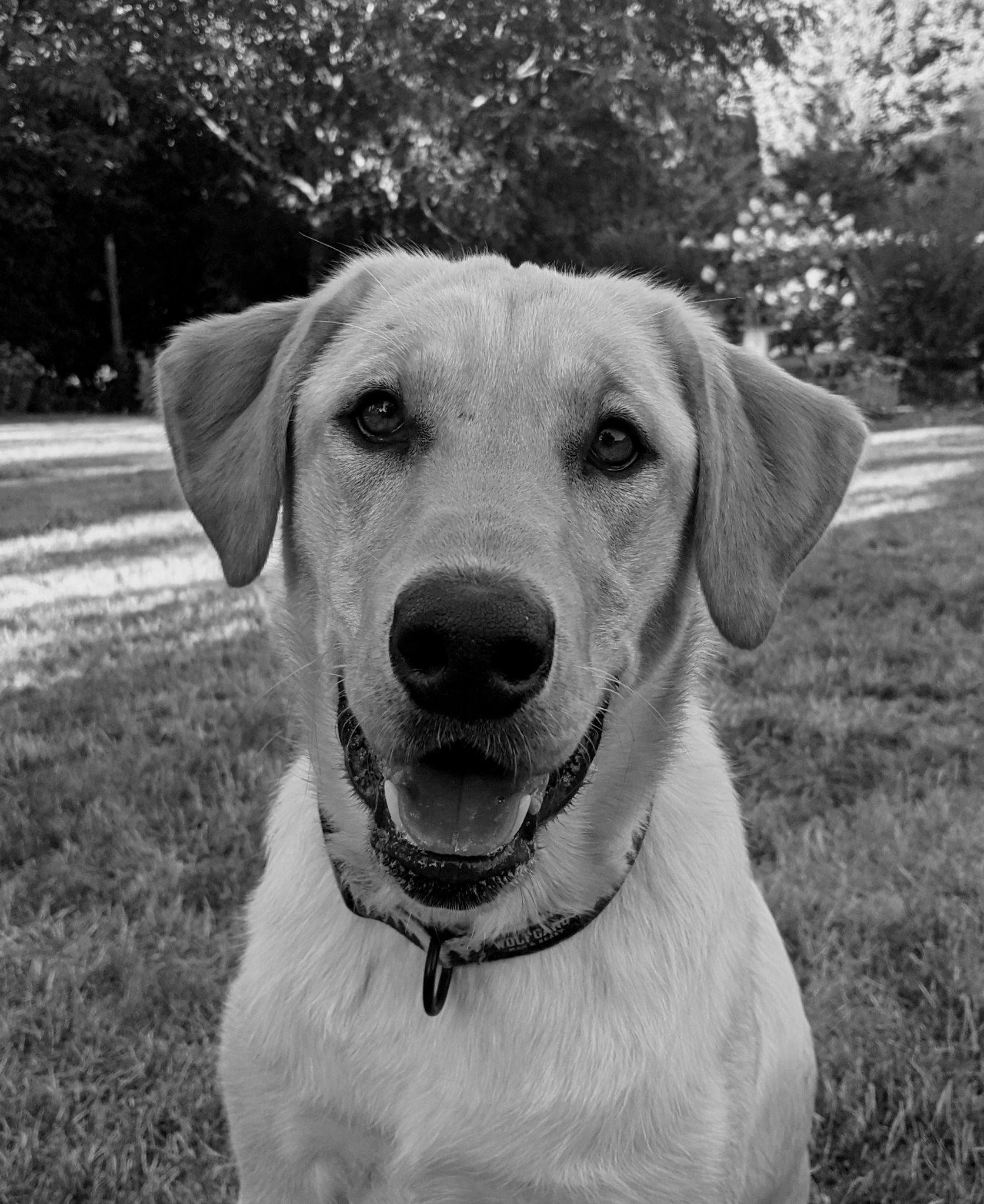 Mô hình lithophane chó với viền trang trí