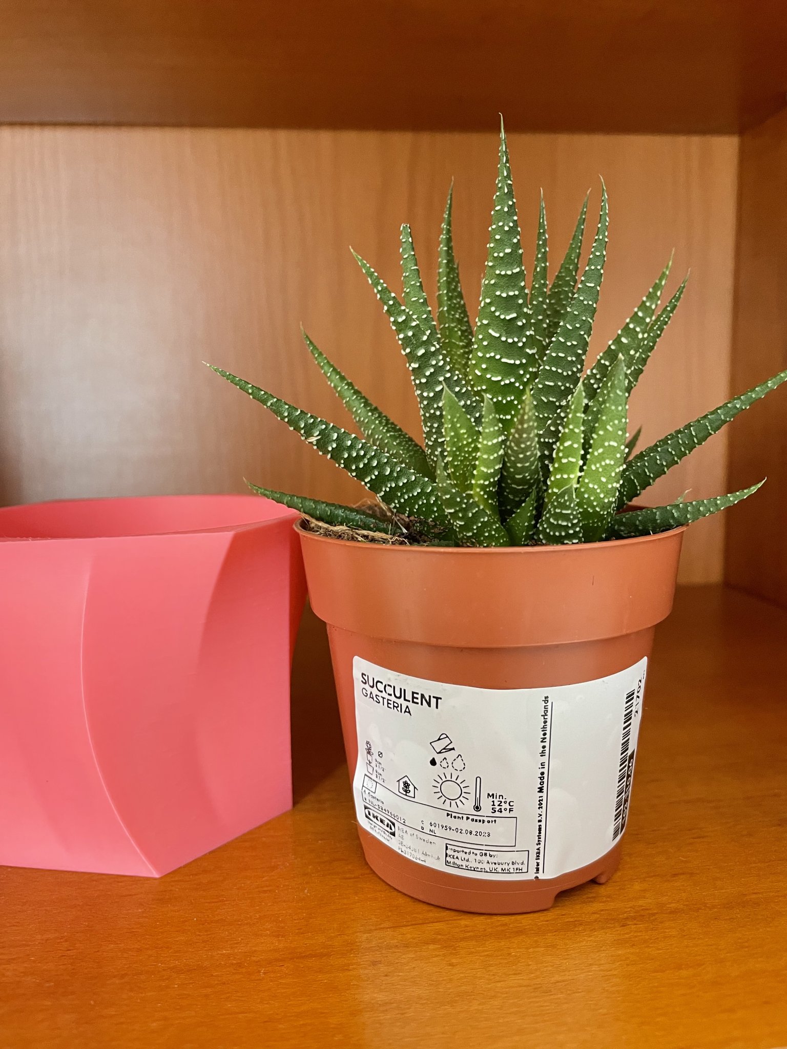 Bình hoa cong cho cây xương rồng Gasteria của Ikea