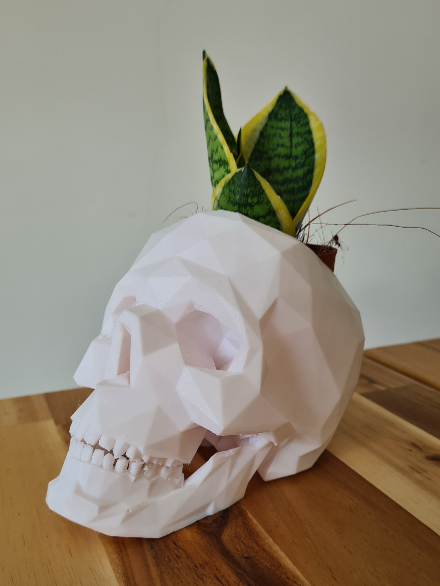 Chậu cây succulent hình đầu lâu