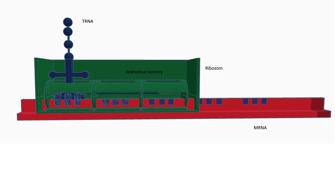Mô hình mô phỏng quá trình tổng hợp protein cho học sinh