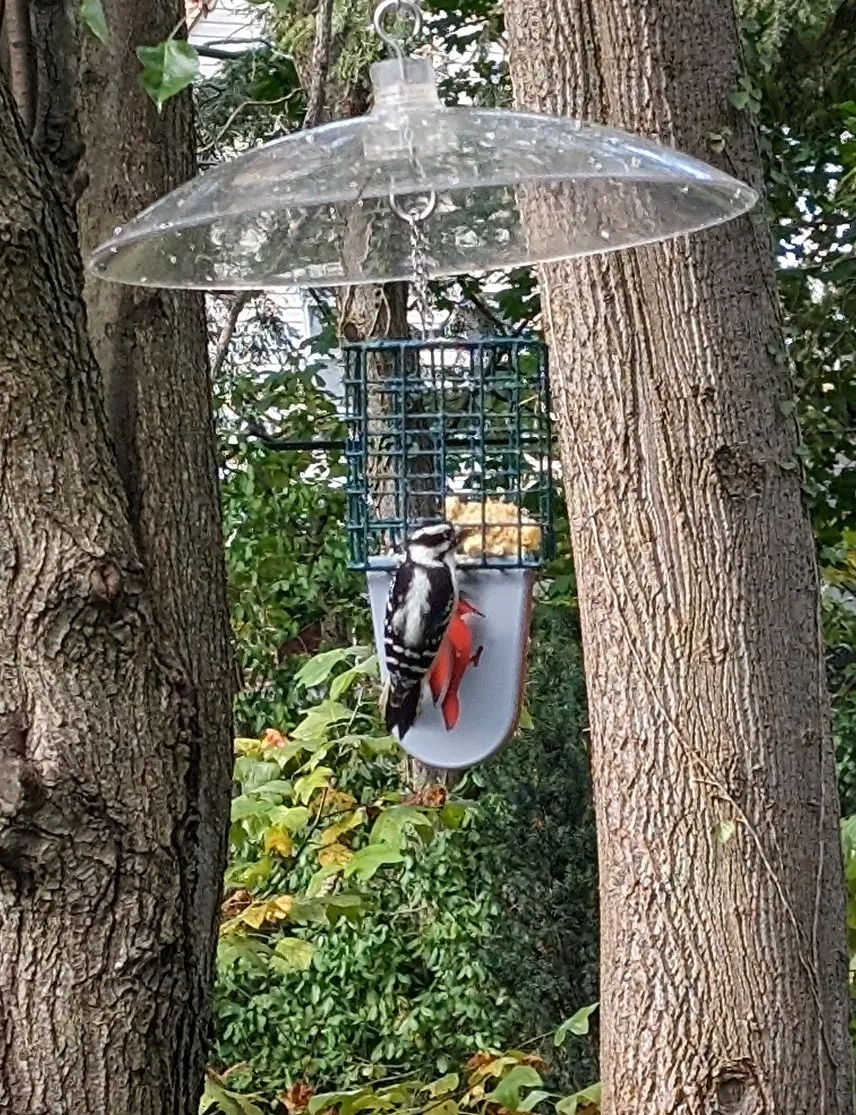 Giá đỡ đuôi cho bộ cho chim ăn mỡ kiểu lồng