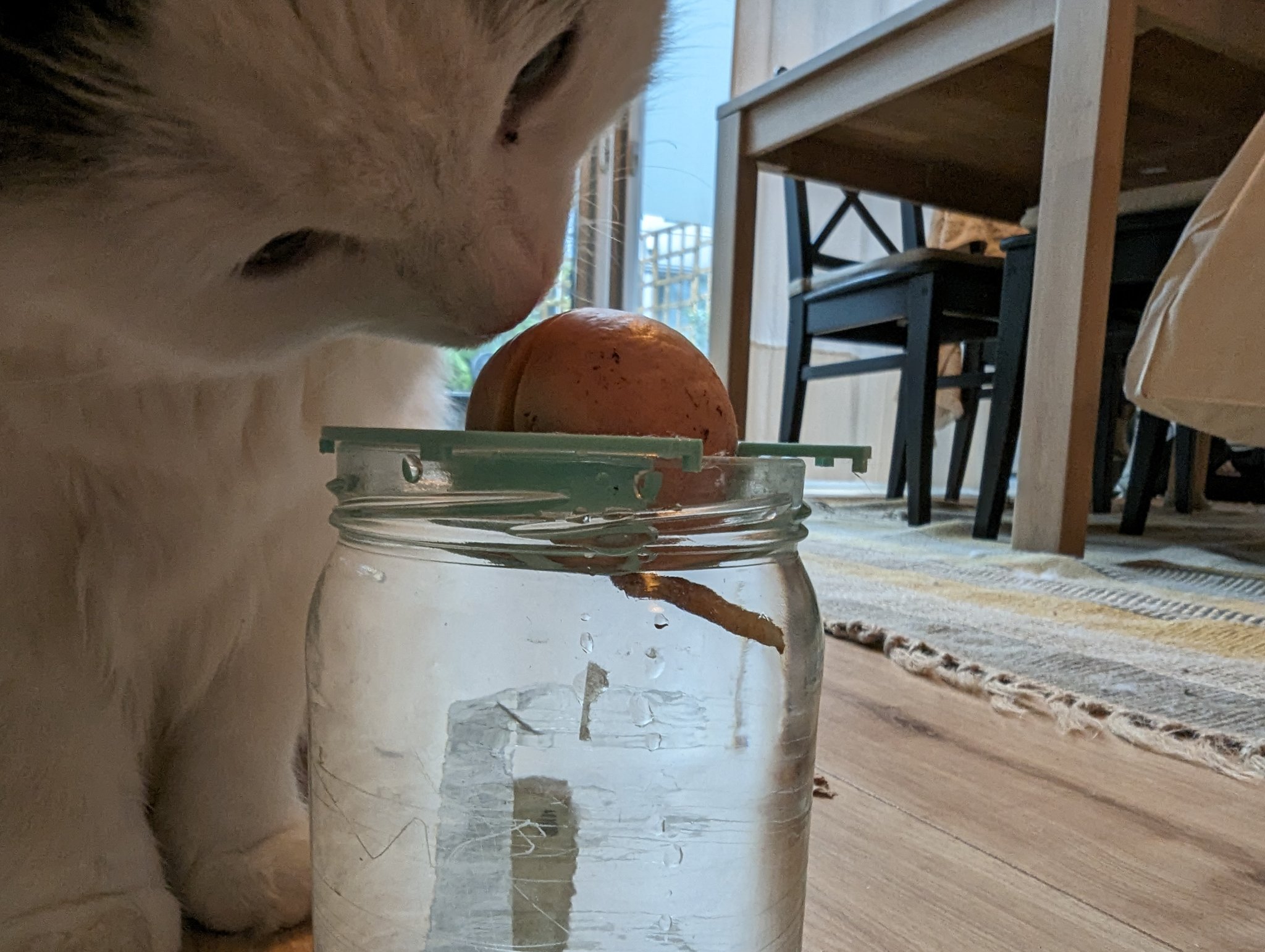 Giá đỡ hạt bơ cho cây bơ sinh trưởng