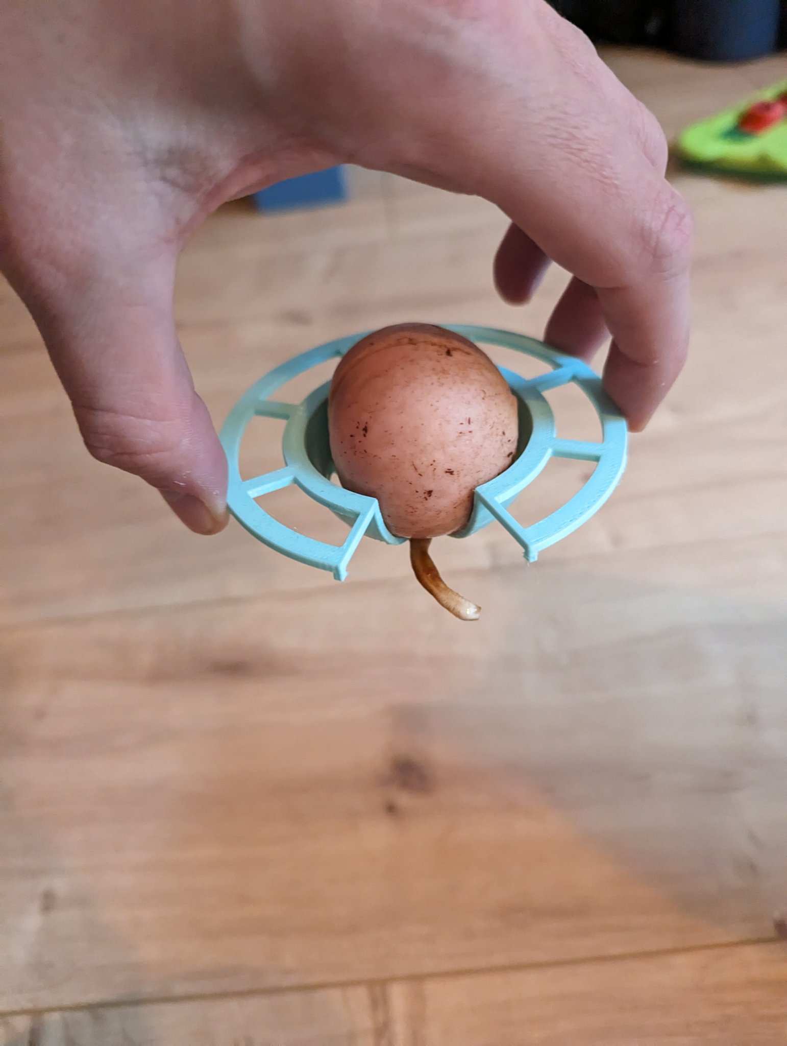 Giá đỡ hạt bơ cho cây bơ sinh trưởng