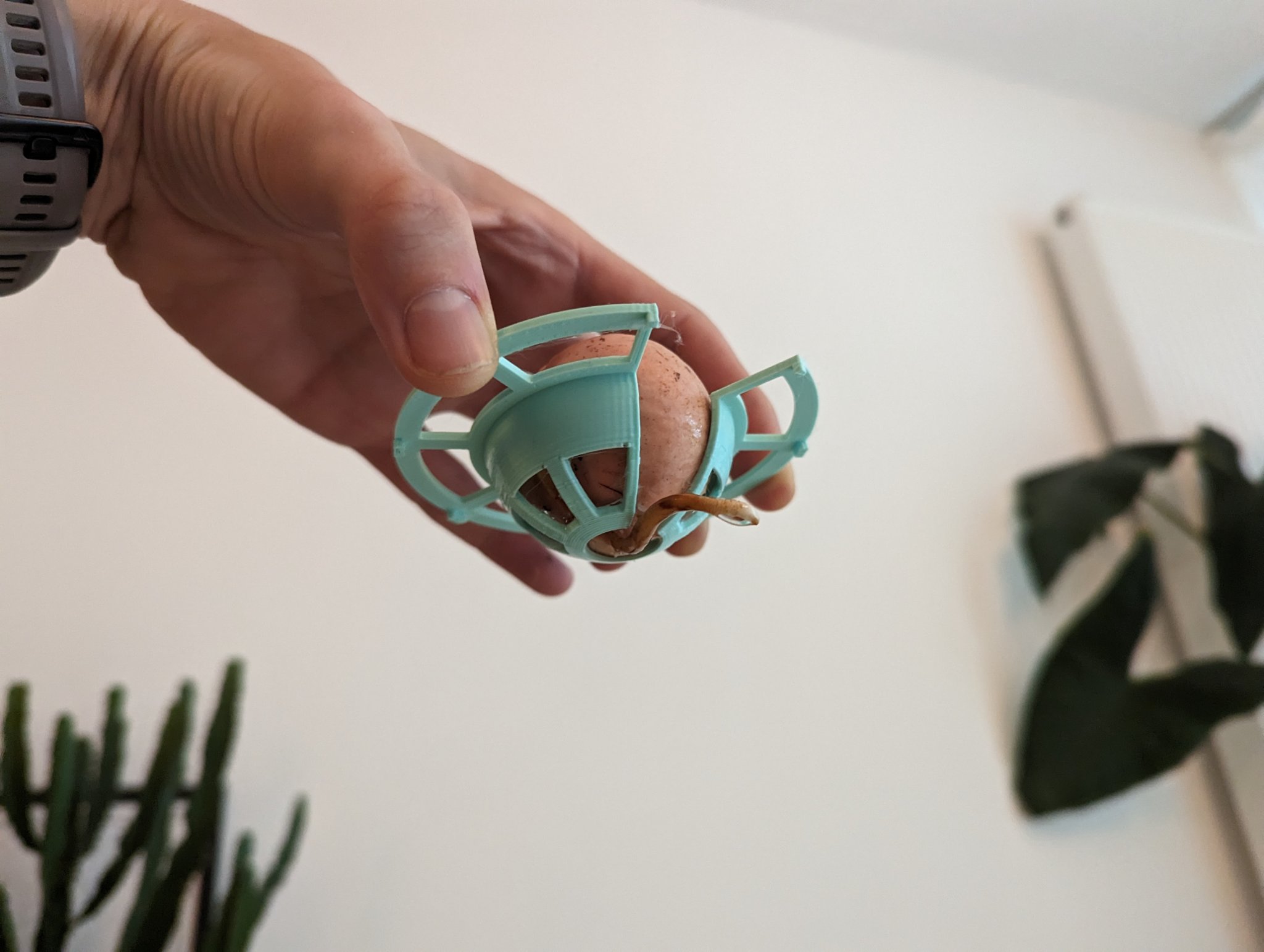 Giá đỡ hạt bơ cho cây bơ sinh trưởng