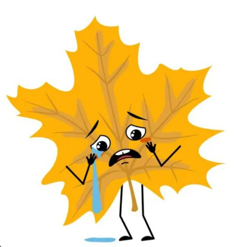 Lá phong khóc với sắc thái cảm xúc độc đáo