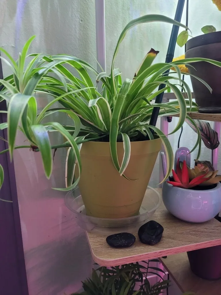 Chậu cây có thể tùy chỉnh cho vườn ươm