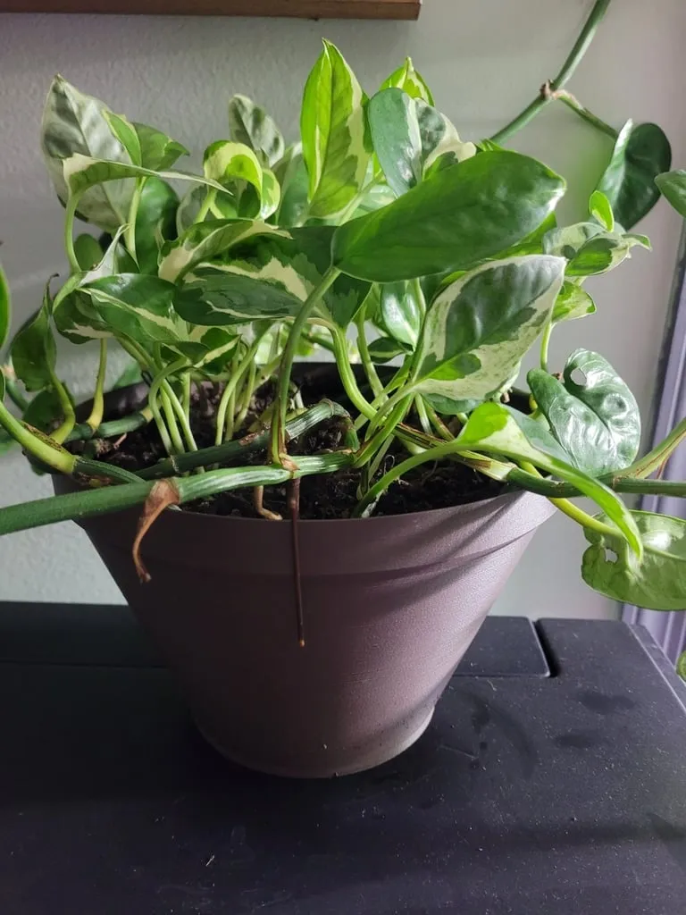 Chậu cây có thể tùy chỉnh cho vườn ươm