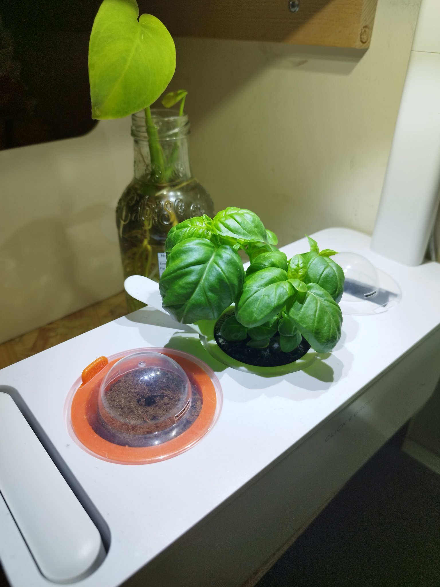 Chậu thay thế cho Vườn Thông Minh Click and Grow