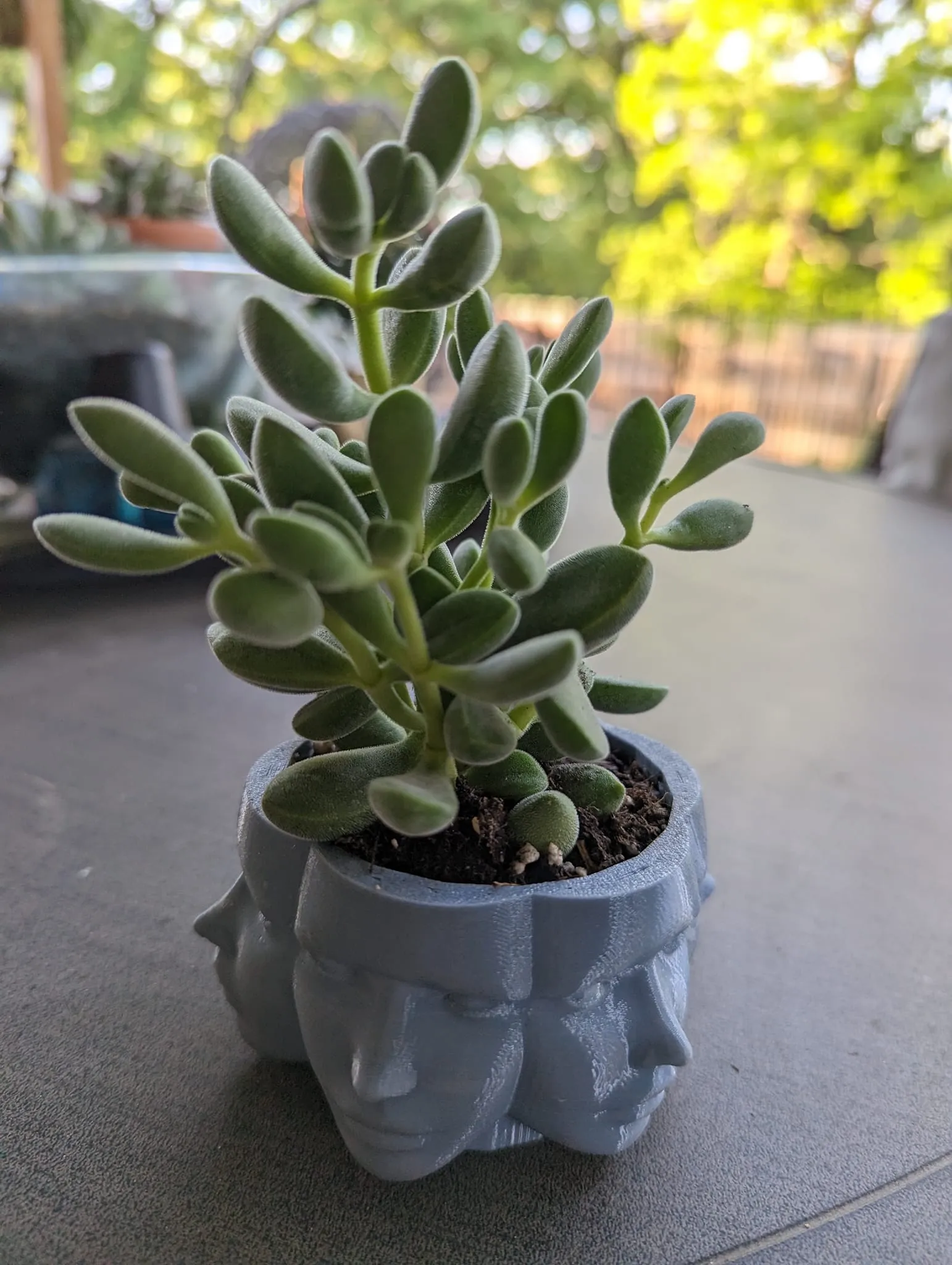 Chậu cây hình mặt người độc đáo cho không gian sống